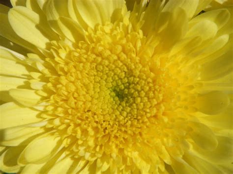 The Chrysanthemum Curse: Bane or Boon?